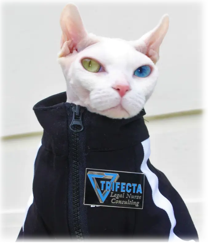 A cat with different colored eyes in a jacket.